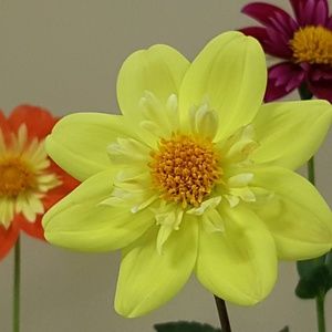 Meet your Posher, Sheri